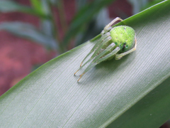 Araneus uniformis
