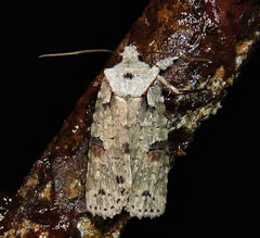 Lithophane querquera