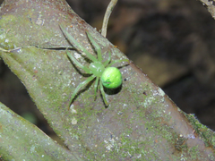 Araneus uniformis