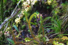 Phlegmariurus rubricus