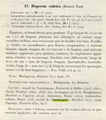 Phlegmariurus rubricus