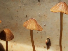 Conocybe