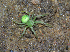 Araneus uniformis