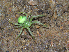 Araneus uniformis