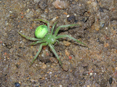 Araneus uniformis