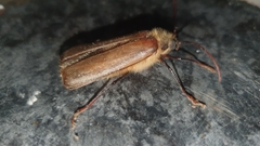 Erioderus