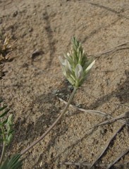 Astragalus inopinatus