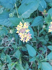 Lantana camara