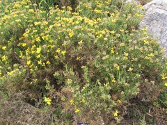Genista hispanica