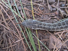 Thamnophis scalaris