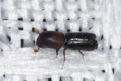 Monarthrum dentigerum