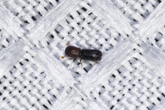 Monarthrum dentigerum