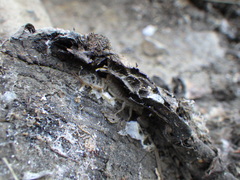 Serradigitus gertschi