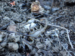 Serradigitus gertschi