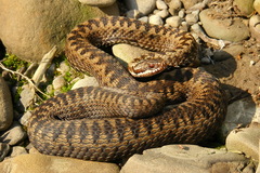 Vipera berus berus