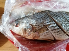 Umbrina