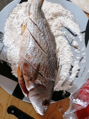 Umbrina
