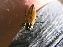 Epistomentis pictus
