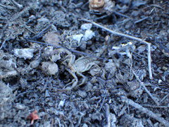 Serradigitus gertschi