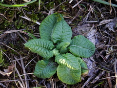 Primula veris