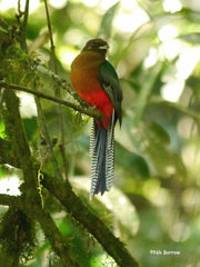 Apaloderma vittatum