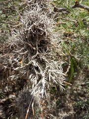 Tillandsia capillaris
