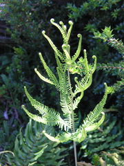 Sticherus cryptocarpus