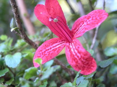 Asteranthera ovata