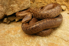 Coronella austriaca austriaca