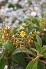 Rhytidophyllum bicolor