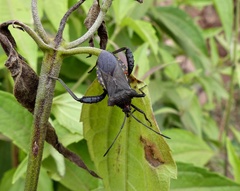 Camptischium