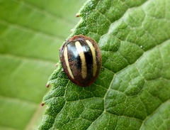 Epilachna albovittata