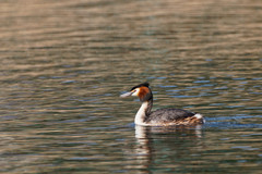 Podiceps cristatus