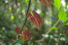 Dioscorea dodecaneura