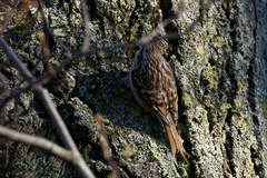 Certhia brachydactyla