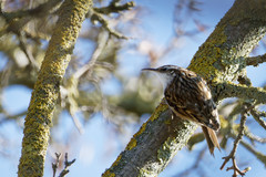 Certhia brachydactyla