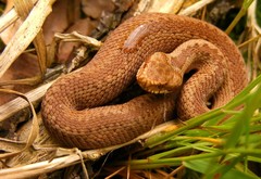 Vipera berus berus