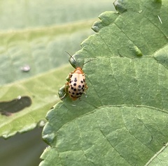 Candezea irregularis