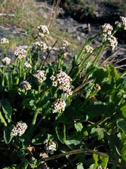 Valeriana carnosa