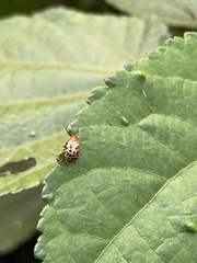 Candezea irregularis