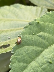 Candezea irregularis