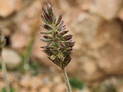 Koeleria eriostachya