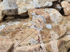 Colpodium versicolor