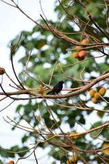 Copsychus fulicatus