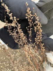 Polygonella articulata