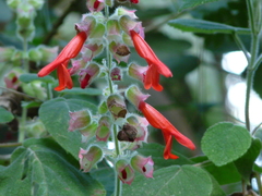 Salvia libanensis
