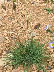 Koeleria eriostachya