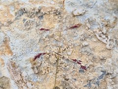 Colpodium versicolor