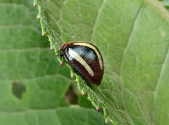 Epilachna albovittata