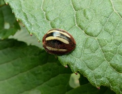Epilachna albovittata